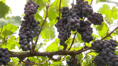 吐鲁番葡萄沟，葡萄成熟的季节，葡萄干晾晒的过程