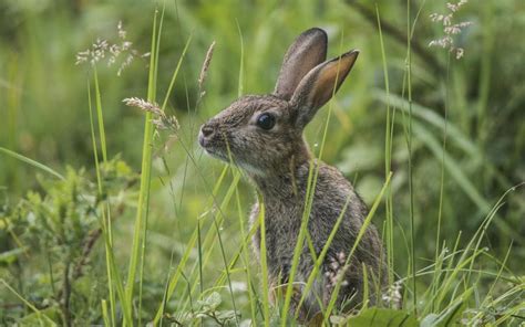 灰兔荒野白色耳朵动物毛皮哺乳动物野兔宠物乐趣农业高清图片下载-正版图片321808960-摄图网