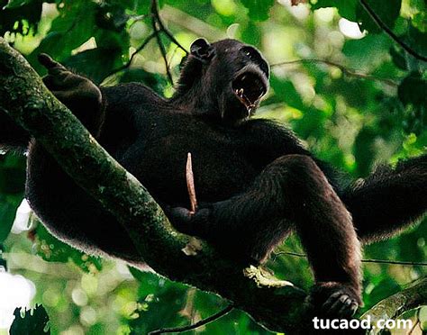 母猩猩生殖器真实图片，猩猩和人的详细区别有哪些？(2)_法库传媒网