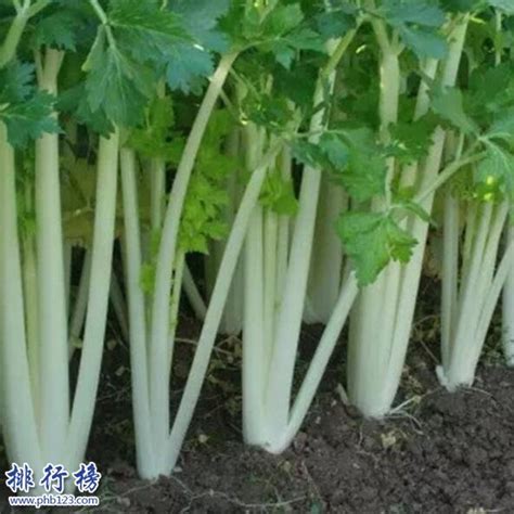 兴义白杆青菜-美食百科-排行榜123网