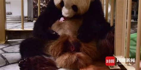 熊猫家族 - 搜狗百科