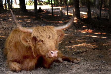 安可乐牛,牛,褐色,水平画幅,德克萨斯长角牛,无人,动物学,巨大的,野生动物保护,户外摄影素材,汇图网www.huitu.com