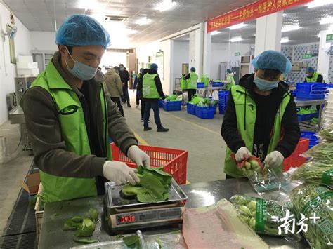 40小时星夜兼程 都江堰127吨爱心蔬菜运抵上海_四川在线