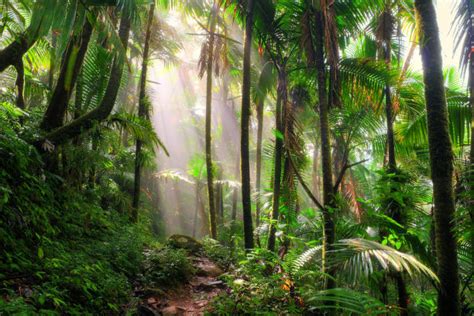 热带雨林里的智慧植物让人刮目相看-行业资讯-海宁瑞香源休闲观光农场