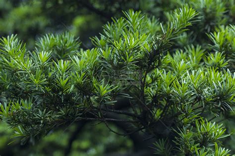 柏树有哪几种？侧柏的种植前景怎么样？-种植技术-中国花木网