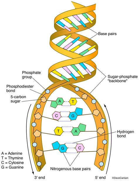 The Structure of DNA | Mooramo