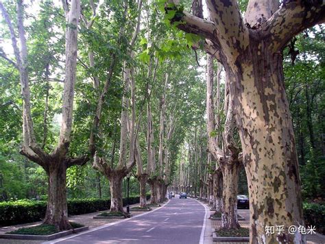 城市园林绿化中行道树的选择 你选对了吗？ - 植保 - 园林网