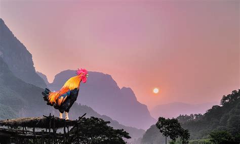 百年巨匠徐悲鸿笔下的鸡，昂首挺立、怒发冲冠，可谓千古绝唱！_中国