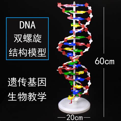 DNA结构模型/大号J33306双螺旋60公分高中碱基对遗传基因生物教学-阿里巴巴