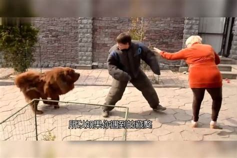 世界上最凶猛最厉害的狗，中国鬼獒最残暴凶猛_巴拉排行榜