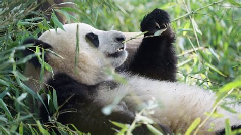 一只大熊猫在吃竹子的特写视频素材_ID:VCG2217838904-VCG.COM