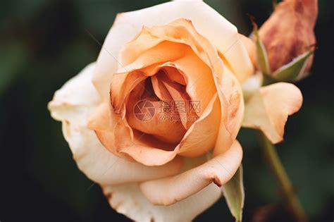 枯萎的玫瑰高清图片下载-正版图片600433274-摄图网