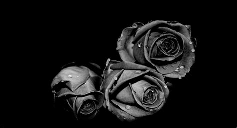 你是恶魔且为我所属 - 神秘而又浪漫的黑玫瑰花语