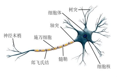 深度学习之学习笔记（三）—— 神经元的工作原理_神经元工作原理-CSDN博客