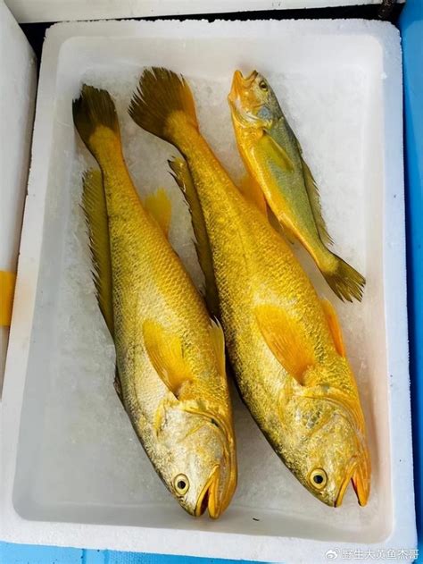 黄花鱼和黄瓜鱼的区别是什么？分辨野生与养殖黄瓜鱼的技巧 - 惠农网