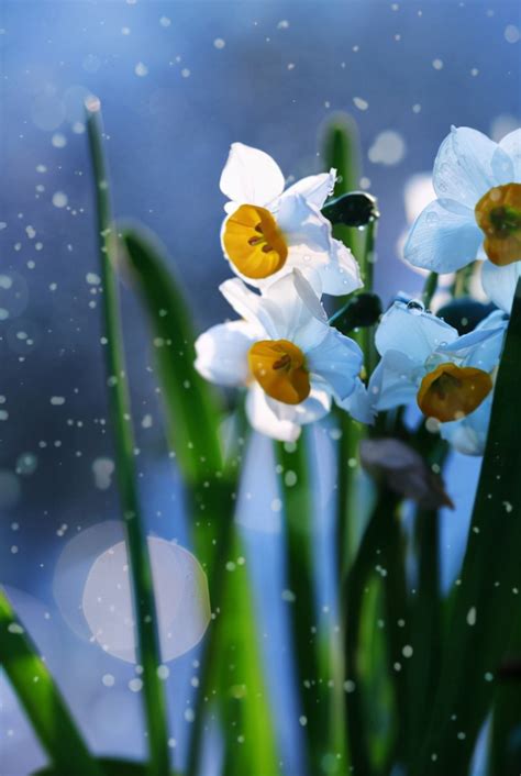 有关水仙花的诗句六首：借水开花亦自奇，只比寒梅无好枝 | 说明书网