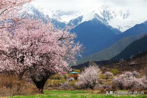 3月林芝桃花节，推荐几个赏花的好去处！ - 『星伴旅』