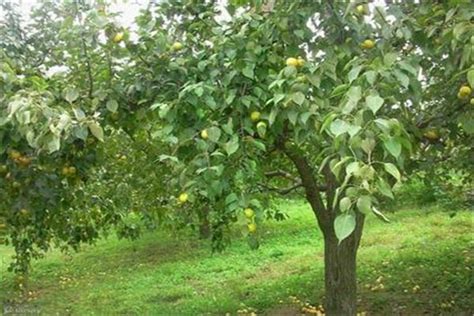 梨树秋施基肥用绿之洲水溶肥，果树质量提升、收入自然提高_孟州市绿之洲农业科技有限公司