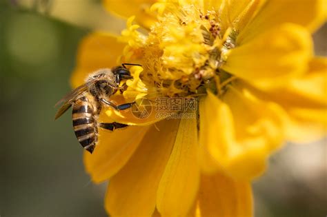 蜜蜂采蜜的过程是怎样的-农百科