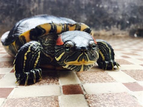 十大最漂亮的乌龟 火焰龟上榜，第七原产于加拿大_排行榜123网