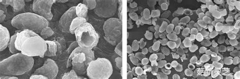 灵芝孢子粉的食用方法 灵芝孢子粉的食用方法及功效介绍_知秀网