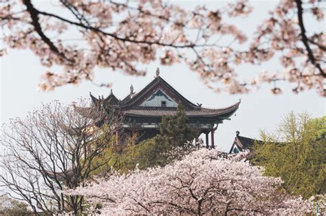 晴川阁的樱花好像在日本拍的奥 每年最爱的武汉赏樱地 🌸……