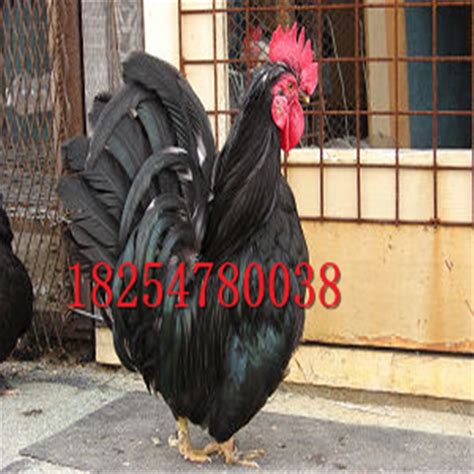 梵天鸡种鸡的价格 婆罗门鸡养殖需要具备什么条件 婆罗门鸡价格-阿里巴巴