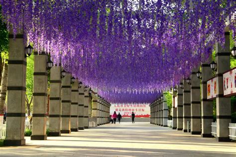 人民公园“紫藤花廊”等您五一来打卡-运城市人民政府门户网站