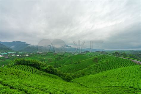原产地崂山茶农种植炒茶批发价销售-青岛崂山茶网