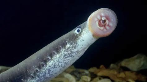 泼氏七鳃鳗(Lampetra planeri) - 鱼类资料库