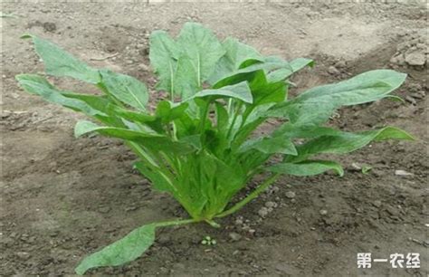 想要种植好菠菜 这一些要做好 - 种植技术 - 第一农经网