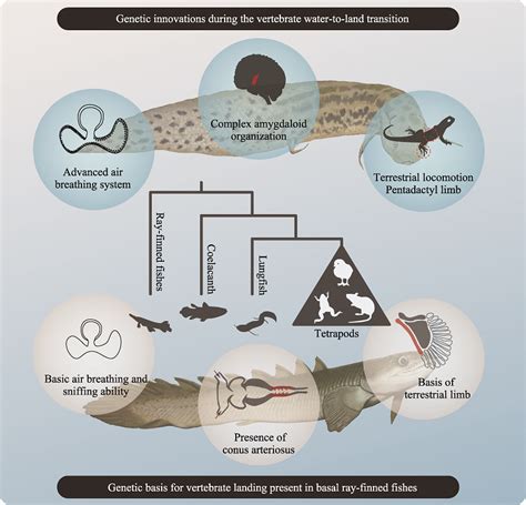 脊椎动物从水生到陆生演化过程中的遗传创新