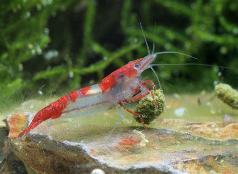 Red Rili Shrimp - Aquarium Shrimp | The Shrimp Farm