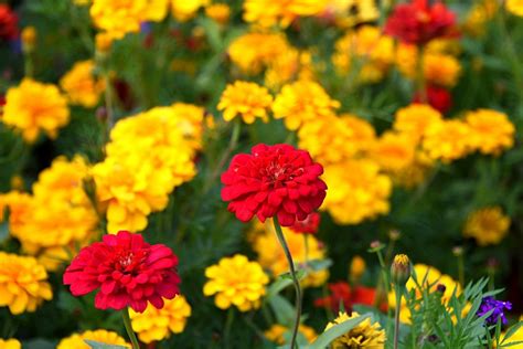 红黄百日菊 百日菊花期很长，从六月到九月，花朵陆续开放 - 花粉随手拍库 花粉俱乐部