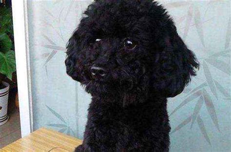 韩国泰迪黑色泰迪犬茶杯犬迷你型玩赏型家庭犬聪明健康可爱w_虎窝淘