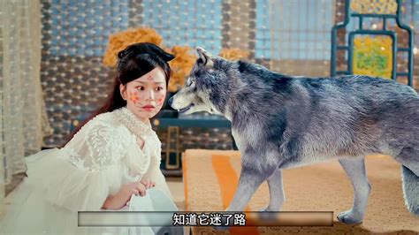 另类俄罗斯家庭将狼作为宠物 10岁女孩骑狼狂奔(图)_中华环保联合会