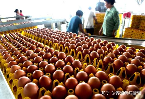 鸡蛋价格两个多月涨逾六成，超市最高卖到10元/斤 | 每经网
