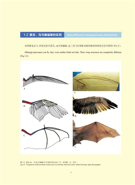 《空中之龙--中国翼龙化石研究最新进展》 - 化石网