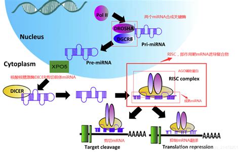 自学miRNA-seq分析第八讲~miRNA-mRNA表达相关下游分析 | 生信菜鸟团