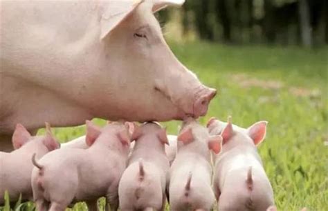 母猪难产有哪些原因？人工助产操作以及减少母猪分娩死胎的措施 - 猪好多网