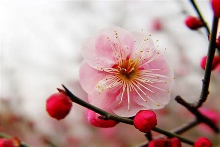 娇艳的梅花几月开花，梅花的种植方法和注意事项有哪些？-绿宝园林网