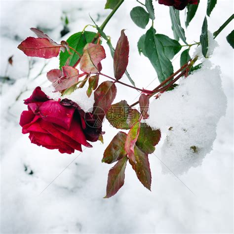 雪落在寒冷的红玫瑰上冬天初高清图片下载-正版图片303360393-摄图网