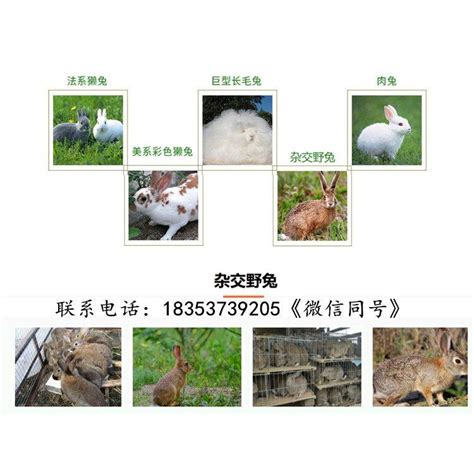 重庆兔子养殖-四川省融蔚农业科技有限公司