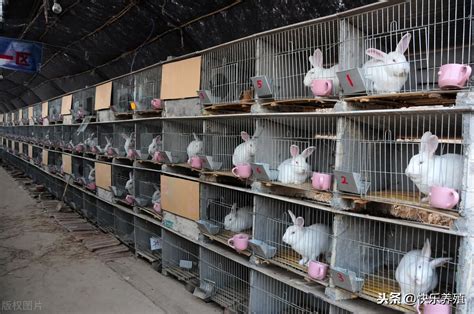 河北涿鹿：基地辐射带动 养兔助农增收-人民图片网