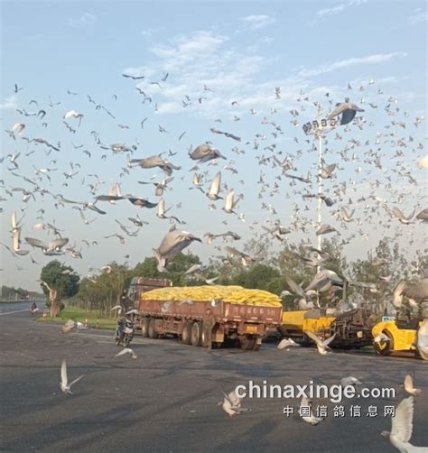 安徽鹏宇赛鸽中心200公里热身赛扫描直播点击进入-最新公告 - 中国信鸽竞翔网