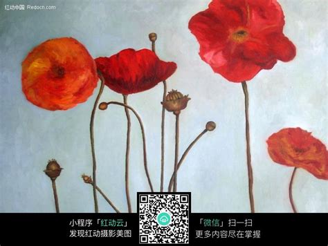 手绘虞美人图片