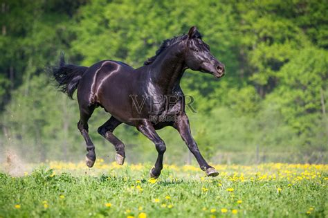 夏天，黑马在草地上嬉戏奔跑照片摄影图片_ID:309033213-Veer图库