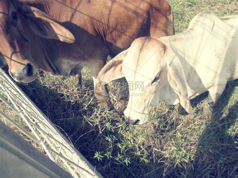 农村的牛和牛高清图片下载-正版图片503296723-摄图网