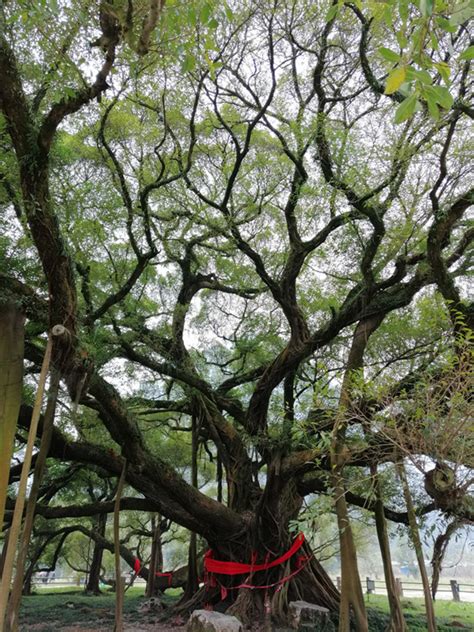 【榕树摄影图片】广西生态摄影_太平洋电脑网摄影部落