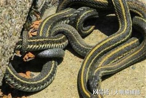 常见蛇,湖南常见蛇,广东常见的蛇(第2页)_大山谷图库